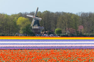 Vivi la fioritura dei tulipani al Keukenhof, il parco floreale più grande del mondo
 | Allianz Global Assistance