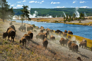 Alla scoperta del parco di Yellowstone e dei grandi parchi americani | Allianz Global Assistance