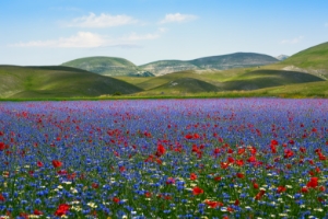 Primavera: viaggi alla ricerca dei più bei campi fioriti    | Allianz Global Assistance